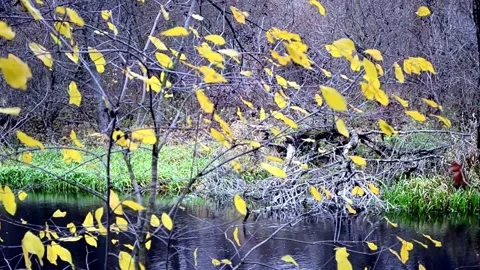 Yellow foliage flutters in the wind Stock-Footage 142726393