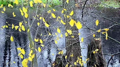 Yellow foliage flutters in the wind Stock-Footage 142726544