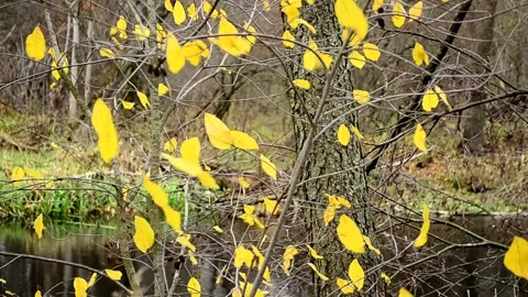 Yellow foliage flutters in the wind Stock-Footage 142729740