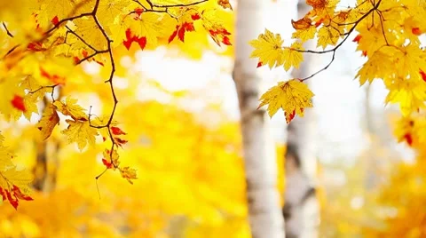 Yellow foliage Stock Footage 8607128