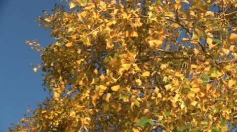 Yellow foliage 스톡 동영상 12386460