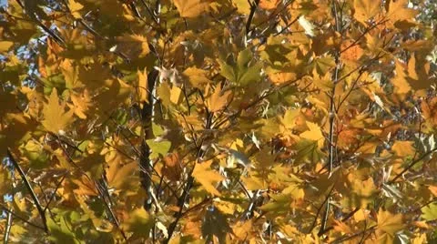Yellow foliage 스톡 동영상 12468903