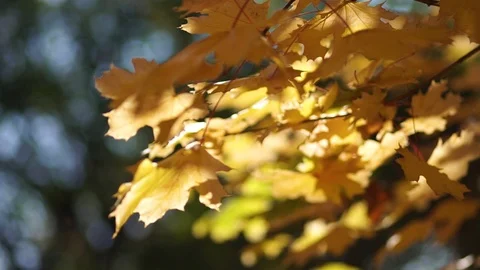Yellow foliage in the park on maple trees. Stock Footage 98057513