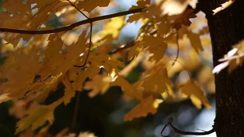 Yellow foliage in the park on trees. Stock Footage 96586312