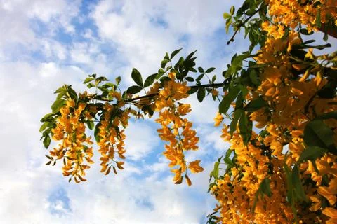 Yellow foliage Stock Photos