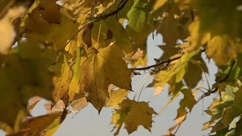 Yellow foliage with sky in background Video stock 98994401
