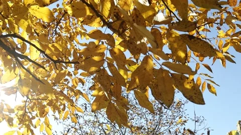 Yellow foliage on a tree in the sun rays Stock Footage 166751969