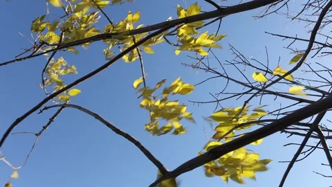 Yellow foliage on a tree in the sun rays Stock Footage 166751989
