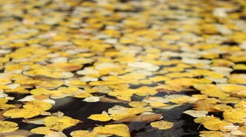 Yellow Foliage on Water Stock Footage 32184752