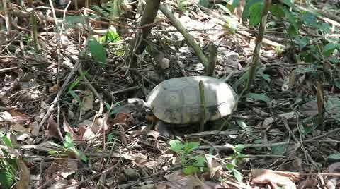 Yellow Footed Amazon Tortoise (Geochelone denticulata) in the Peruvian Amazon Stock Footage 11083274