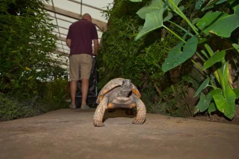 Yellow footed amazon tortoise Foto stock
