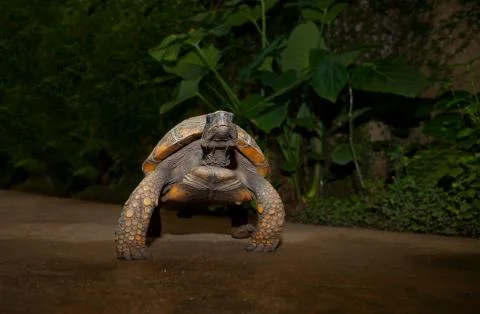 Yellow footed amazon tortoise 写真素材