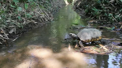Yellow Footed Amazon Tortoise walking through a stream in the Amazon Video stock 11082582