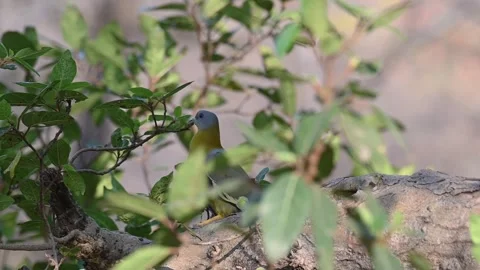 Yellow footed green pigeon looking around in Ranthambore national park Stock Footage 334555522