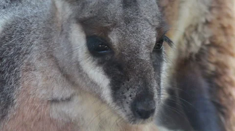Yellow-Footed Rock Wallaby Close-Up Stock Footage 54648946