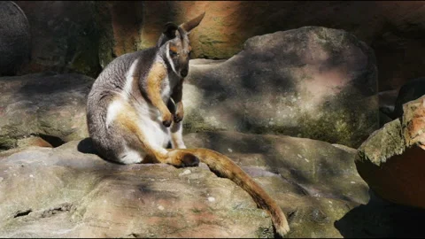 Yellow footed rock wallaby Stock Footage 132472870