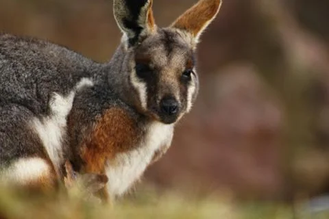 Yellow-footed rock-wallaby, kangaroo Stock Photos