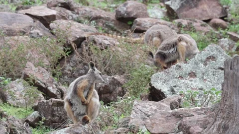 Yellow-footed Rock Wallaby mob jump on rocky escarpement close up Stock Footage 320154243