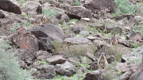 Yellow-footed Rock Wallaby mob on big boulders close up Stock Footage 320448404