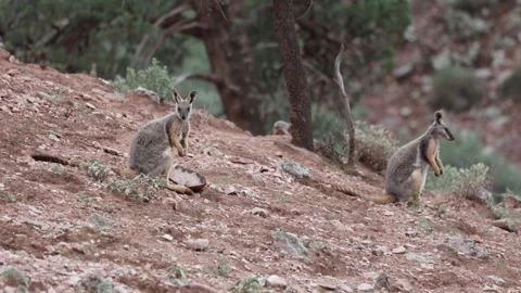 Yellow-footed Rock Wallaby mob on stony slope close up Stock Footage 325376062