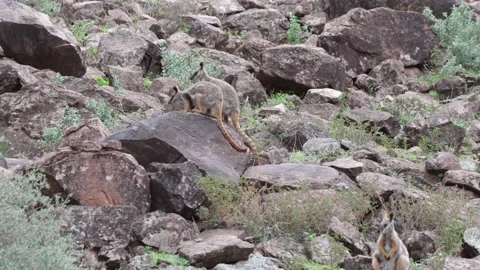 Yellow-footed Rock Wallaby mob jumping on a rocky slope close up Stock Footage 329665672