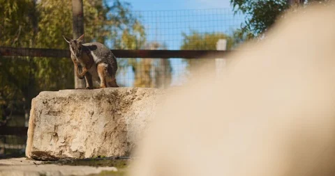 Yellow-footed rock-wallaby standing on the rock. BMPCC 4K Stock Footage 125511414