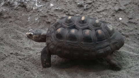 Yellow footed tortoise also called Chelonoidis denticulata Stock Footage 101831752