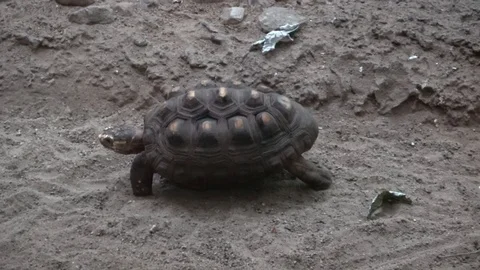 Yellow footed tortoise also called Chelonoidis denticulata Stock Footage 101831770