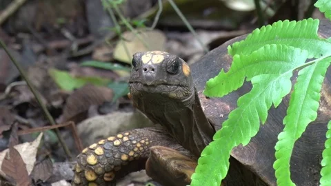 Yellow-footed tortoise on green leaf and walk on rainforest floor and lay Stock Footage 70717081