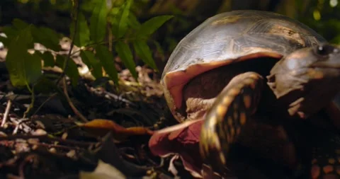 Yellow footed tortoise walks head on towards the camera and away, swaying Stock Footage 234536473