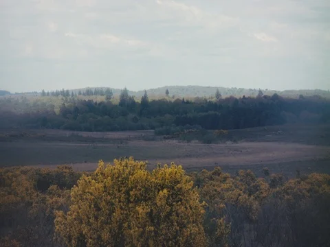 Yellow forest 2k Stock Footage 76044370