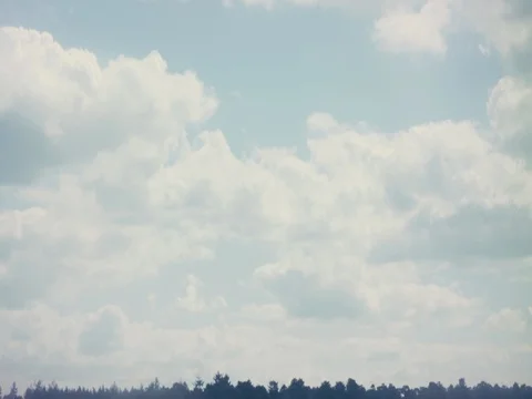 Yellow forest  2k Stock Footage 76044381