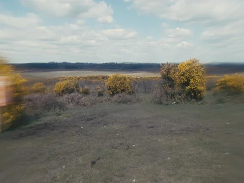 Yellow forest 2k Stock Footage 76044383