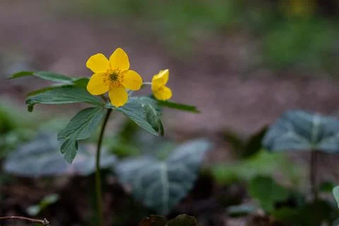 Yellow forest flower in focus, surrounded by blurred leaves Stock Photos