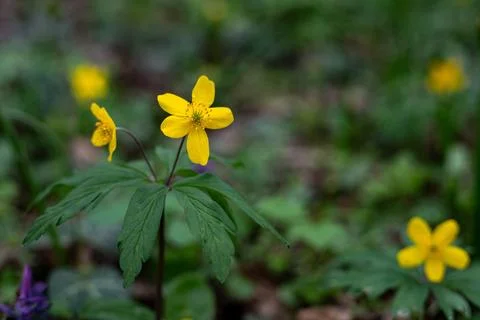 Yellow forest flower in focus, surrounded by blurred leaves Foto stock