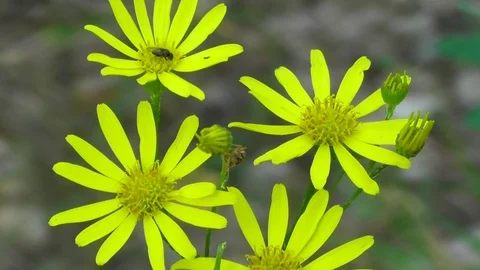 Yellow forest flowers close up Stock Footage 118804943