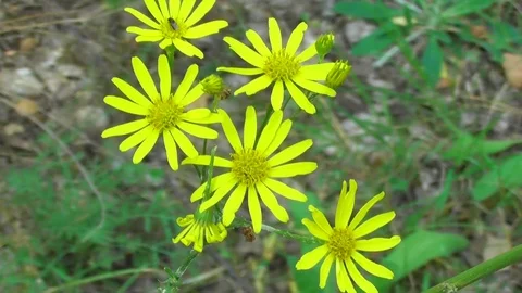 Yellow forest flowers Stock-Footage 118804942