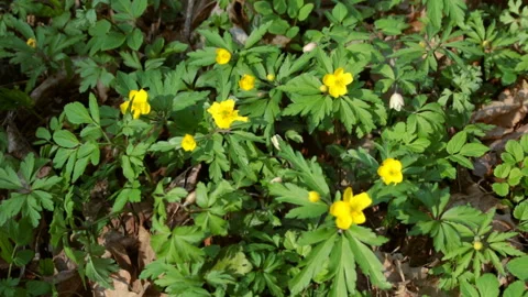 Yellow forest flowers Video stock 154607957