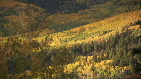 YELLOW FOREST Vidéo 49351390