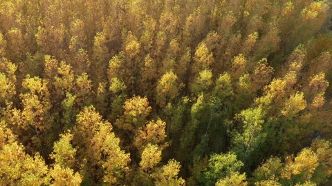 Yellow forest - leaves on deciduous trees in autumn. Top down aerial view Stock Footage 143127512