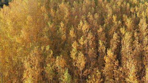 Yellow forest - leaves on deciduous trees in autumn. Top down aerial view Stock Footage 143128062