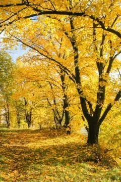 In the yellow forest. Stock Photos