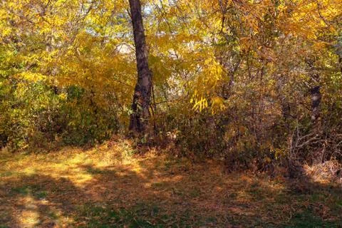 Yellow forest Foto stock
