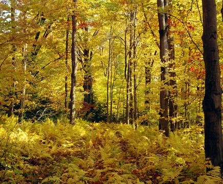 Yellow Forest Stock Photos