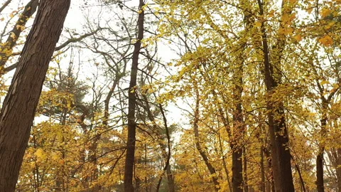 YELLOW FOREST SLOW MO Video stock 194490556