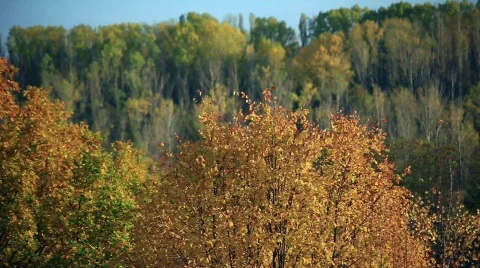 Yellow Forest Tree   Video stock 570082