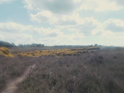 Yellow forest4 2k Stock Footage