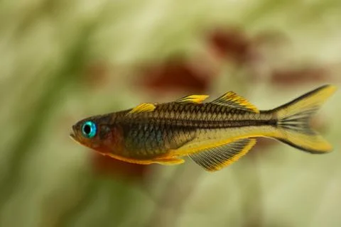 Yellow forktail blue eye fish Pseudomugil furcatus close up macro Stock-Fotos