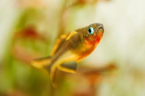 Yellow forktail blue eye fish Pseudomugil furcatus close up macro Stock-Fotos