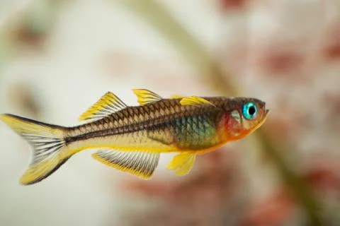 Yellow forktail blue eye fish Pseudomugil furcatus close up macro Stock-Fotos